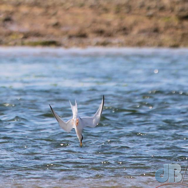 Shot of a Little Tern diving back in 2019