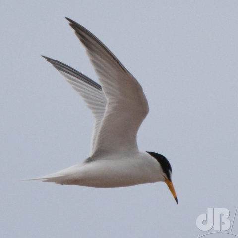 Little Tern