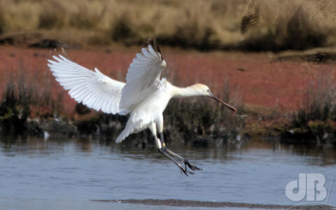 Spoonbill at RSPB Lodmoor