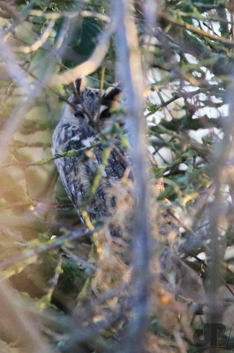 Long eared Owl