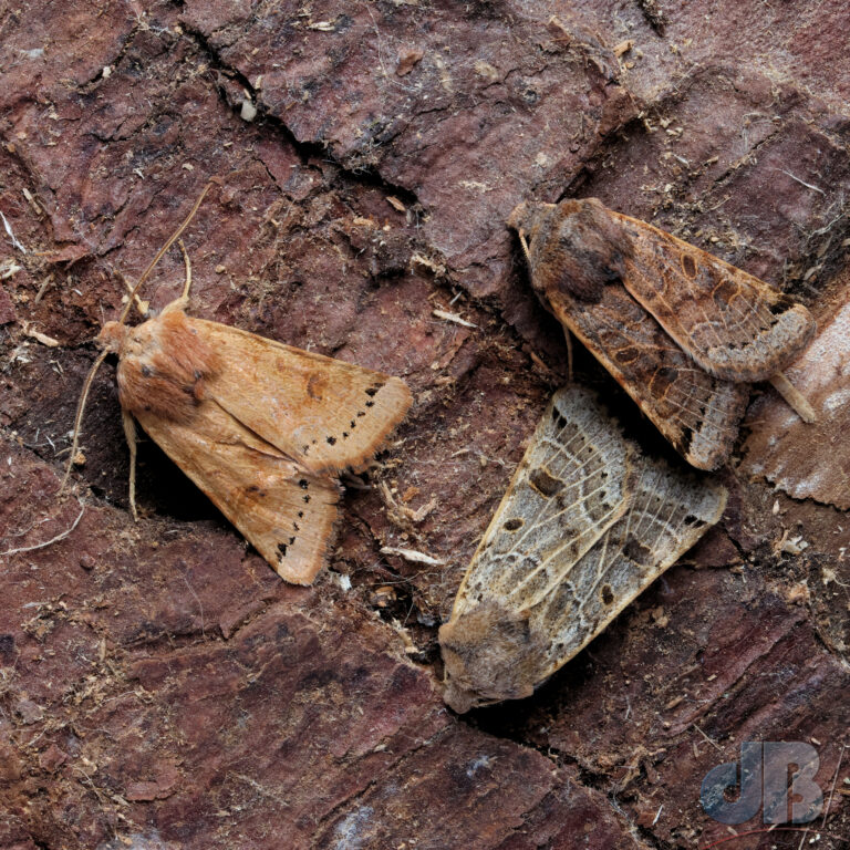 Lunar Underwings