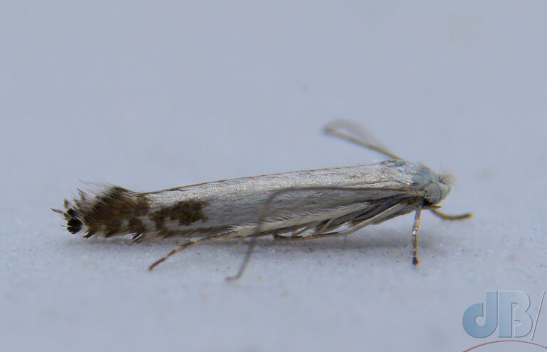 Closer view of Apple Leaf Miner, Lyonetia clerkella