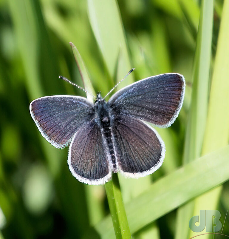 A Small Blue butterfly, Cupido minimus