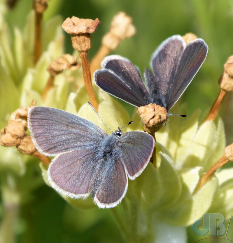 A couple of Small Blue