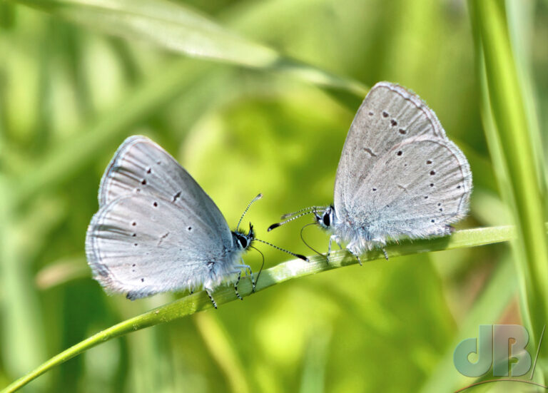 Squaring up or just trying to puddle together on a grass stem