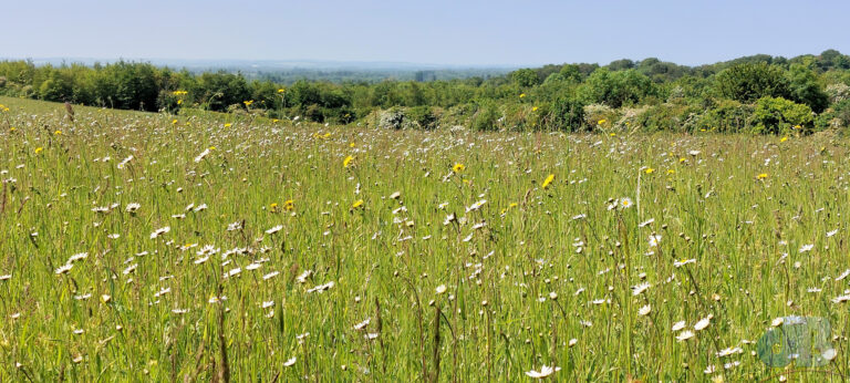 Magog Down in full bloom