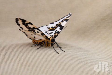 Magpie, Abraxas grossulariata (Linnaeus, 1758)