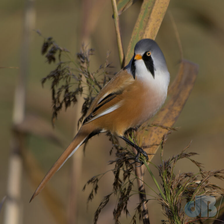 Male Bearded Reedlings showing his "beard", which looks more like sideburns or a pair of moustaches
