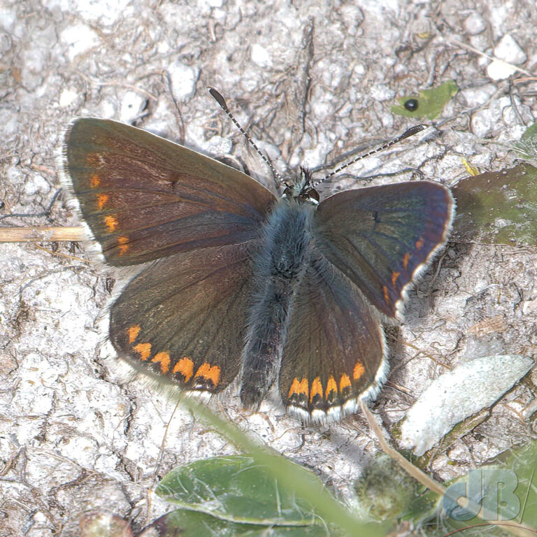 Male Brown Argus