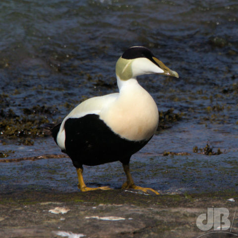 Male Eider Duck