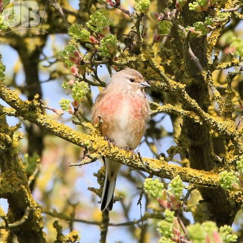 Cock linnet perched on a lichen-covered hawthorn branch showing the blush of his breast