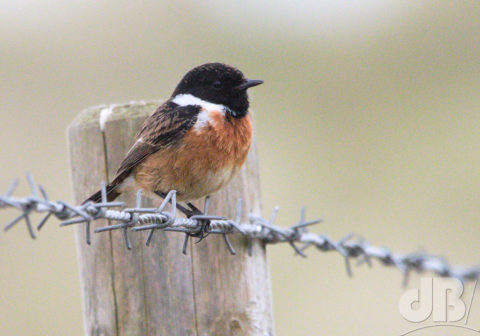 Daddy Stonechat