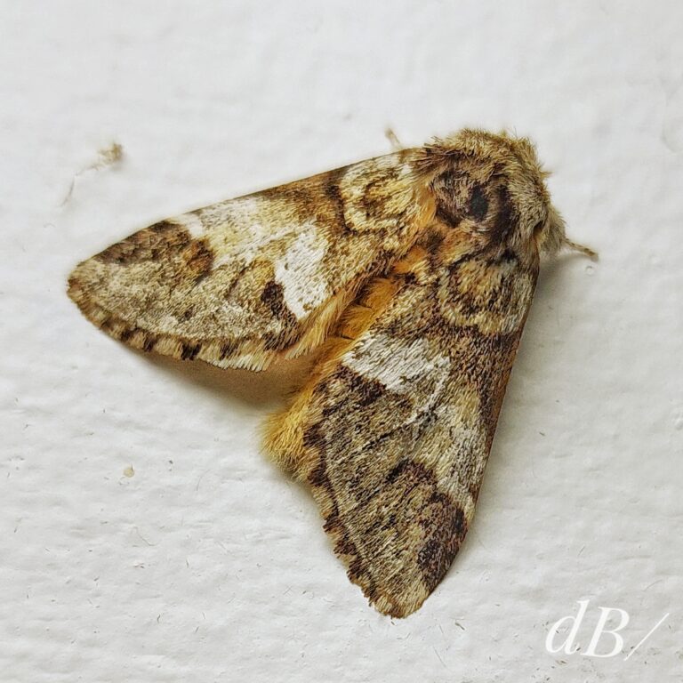 Marbled Brown moth roosting in campsite toilet block
