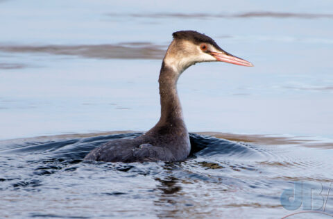 Great Crested Grebe in Winter plumage