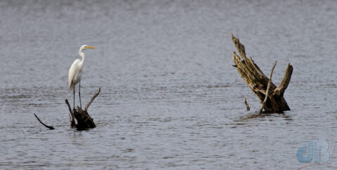Great White Egret perched on a half-submerged tree stump