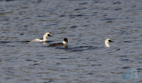 A female "redhead" Smew flanked by two drakes