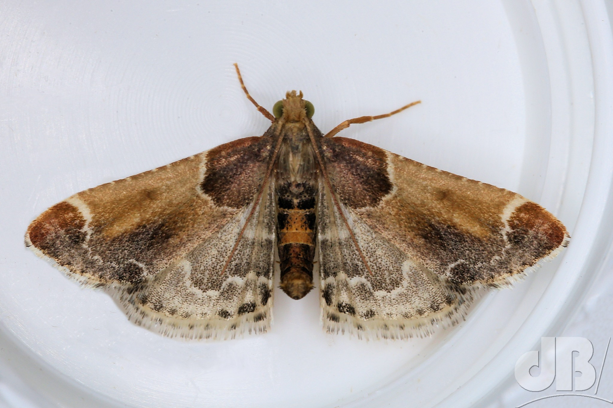 Meal Moth, Pyralis farinalis