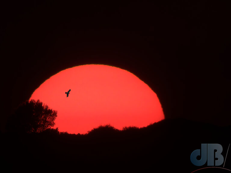 Composite image of Booted Eagle and Menorcan Sunset