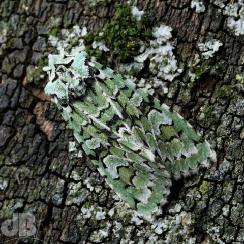 Merveille du Jour