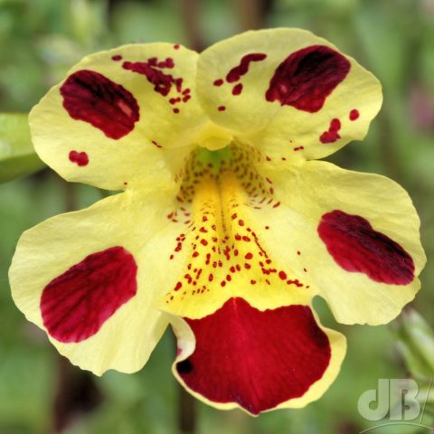 Mimulus flower pond