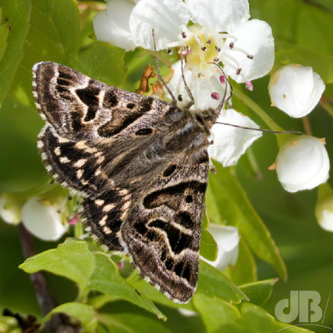 Mother Shipton moth