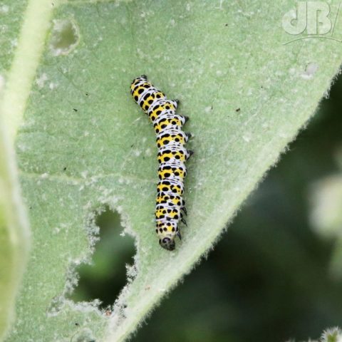 Mullein moth larva