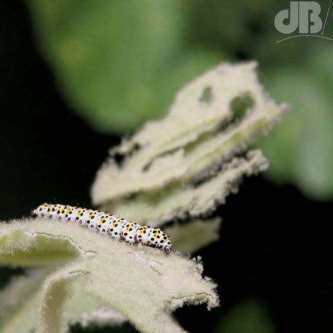 Another Mullein moth caterpillar