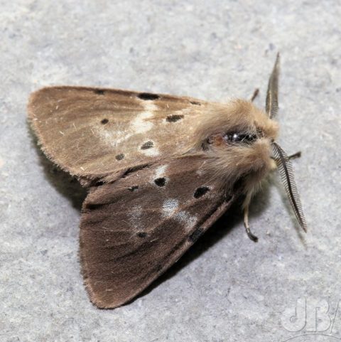 Leucistic male Muslin