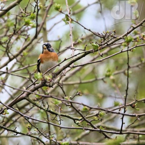 Brambling