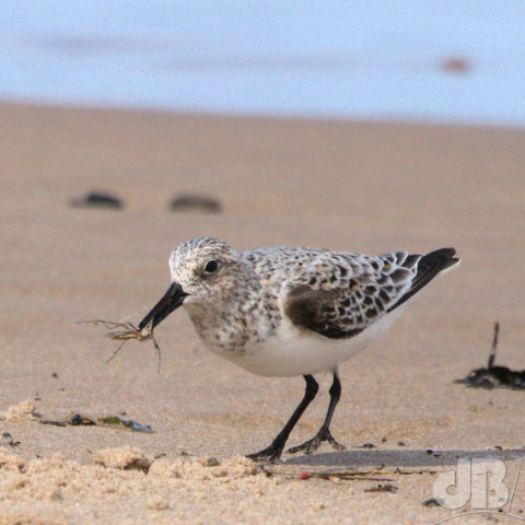 Sanderling, Newton Haven