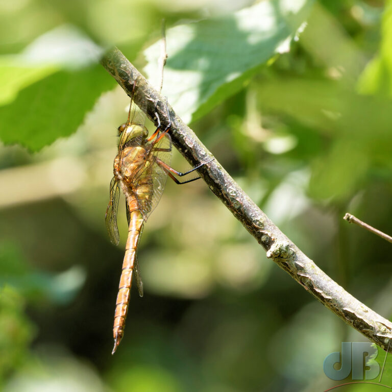 Green-eyed, or Norfolk, Hawker