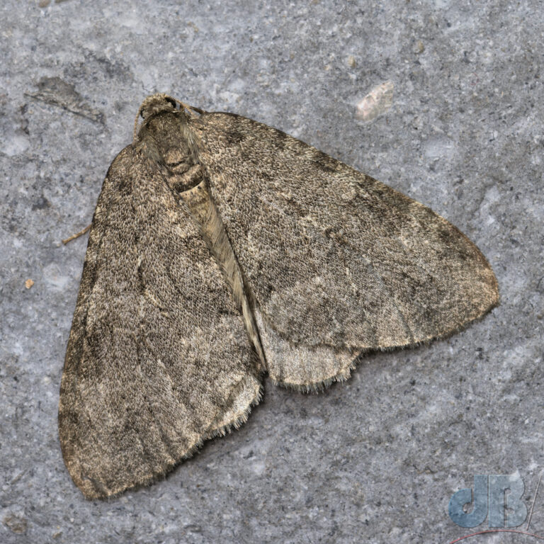 One of the British Epirrita species of moth