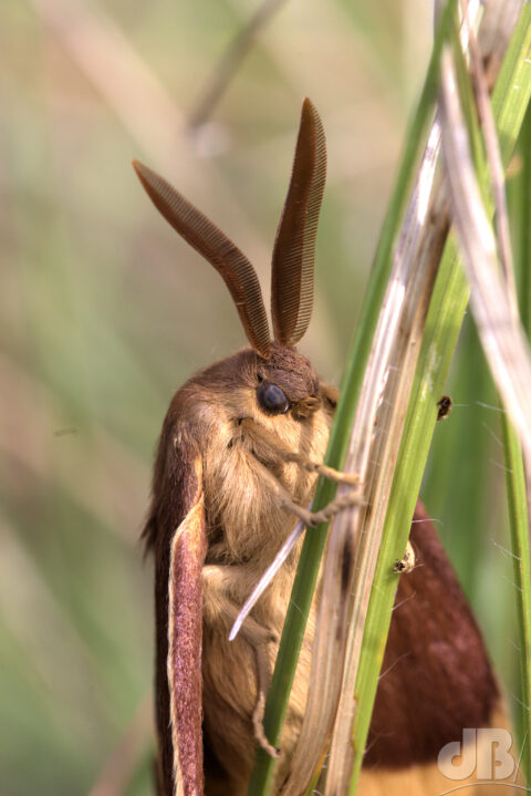 Male Oak Eggar moth, Devil's Dyke, Cambs