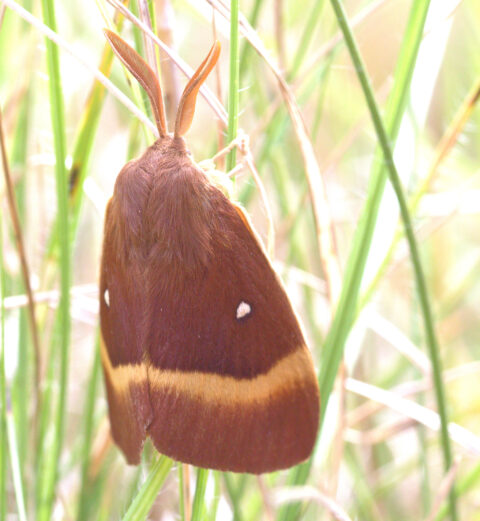 Male Oak Eggar seen in the summer while butterflying along Devil's Dyke, Cambridgeshire in 2022