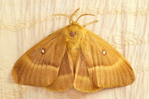 Oak Eggar, Lasiocampa quercus