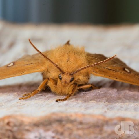 Female Oak Eggar