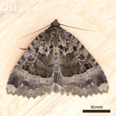 Old Lady moth. Mormo maura