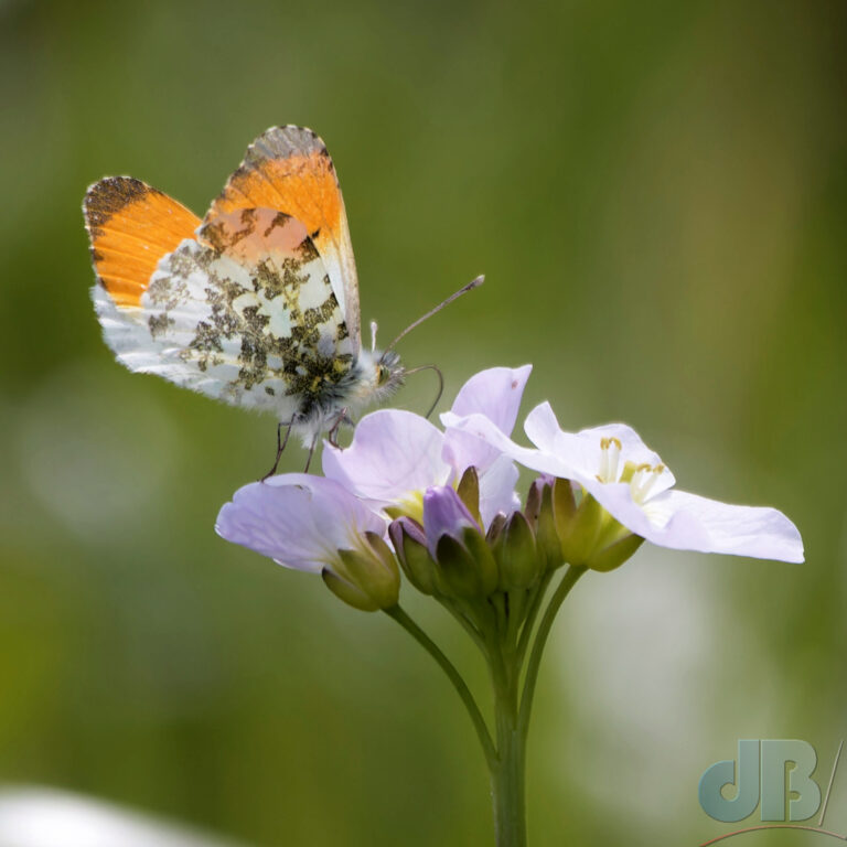 Archive photo of male Orange Tip on Cuckoo Flower