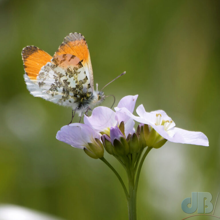 Male Orange Tip on Cuckooflower, Newborough