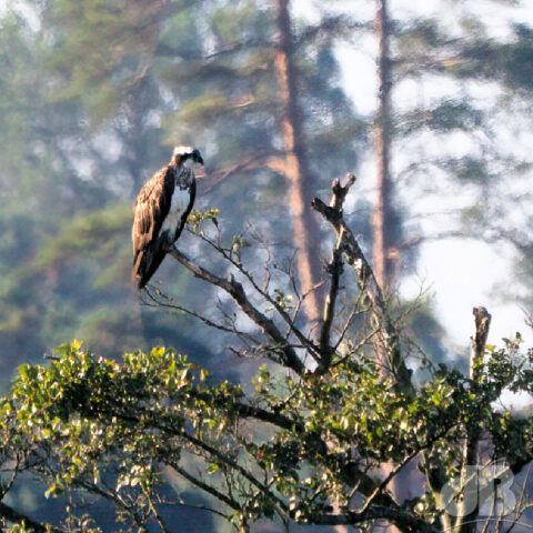 Osprey