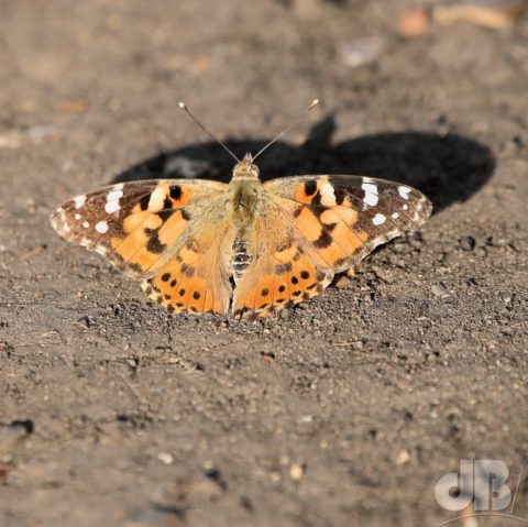 Painted Lady, Vanessa cardui, North Norfolk, 29 June 2019