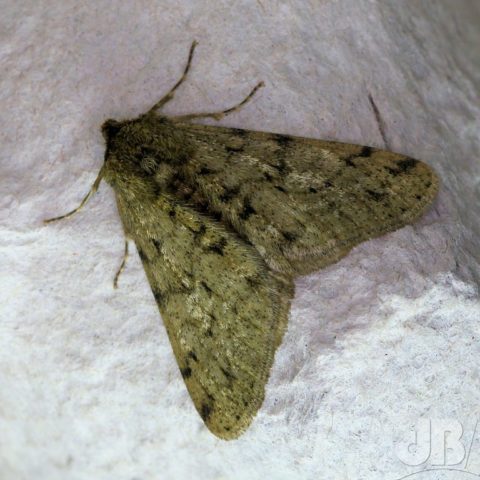 Pale Brindled Beauty moth