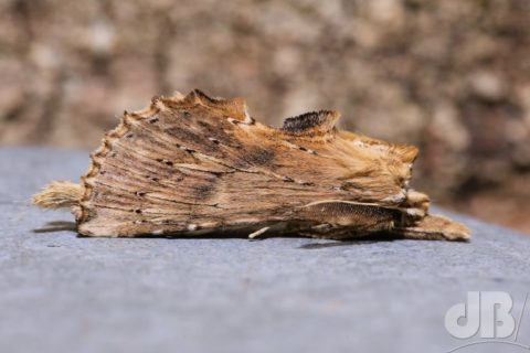 Pale Prominent