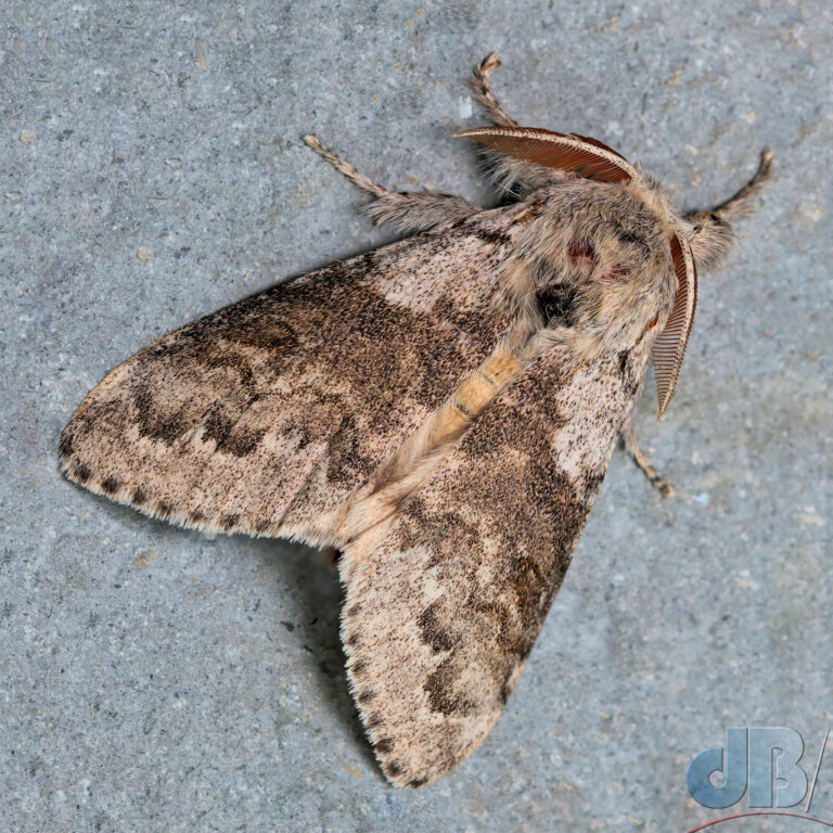 Pale Tussock moth