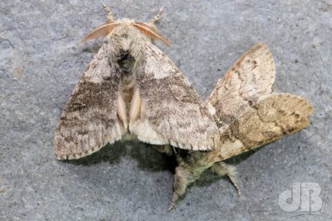 Pale Tussock