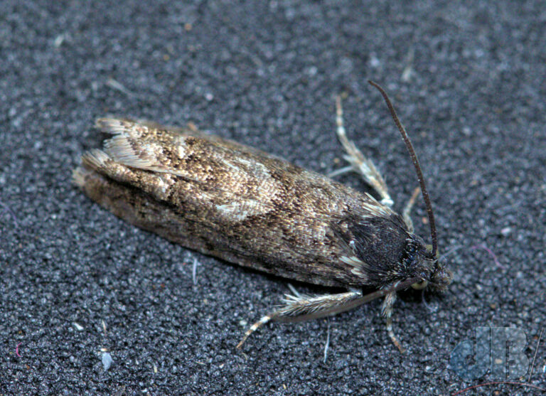 The micro moth Pammene giganteana (Early Oak Piercer)
