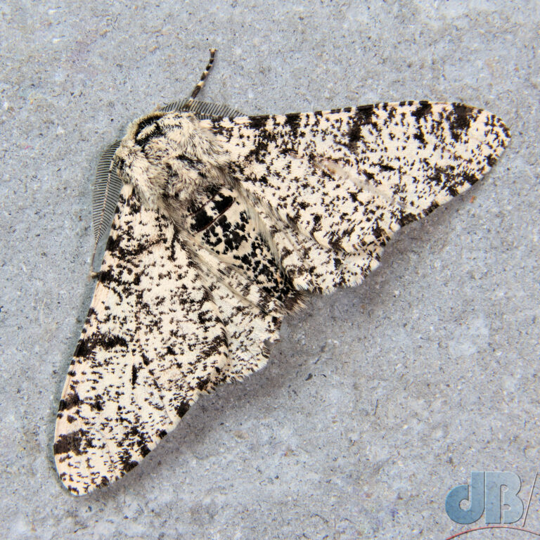 Peppered Moth