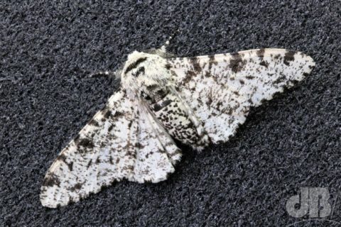 Peppered Moth