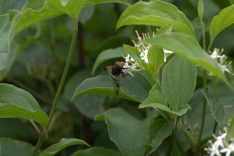 My unedited photo of the hoverfly, just the RAW file saved as a JPG