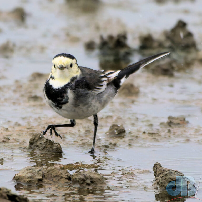 Pied Wagtail, Brownsea Island